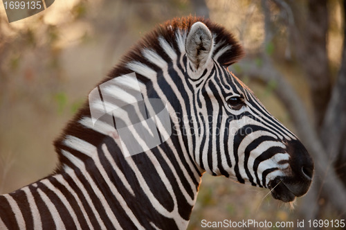 Image of PLAINS ZEBRA (Equus quagga) profile view