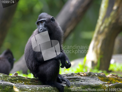 Image of Crested Black Macaque