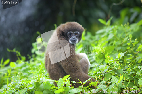 Image of Gibbon monkey