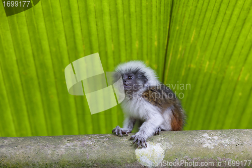 Image of cotton-top tamarin