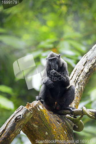 Image of Crested Black Macaque
