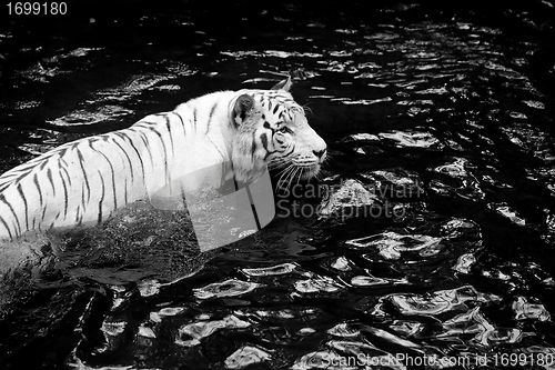 Image of White tiger