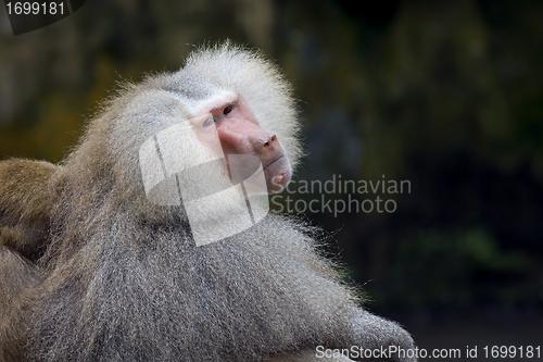 Image of Baboon