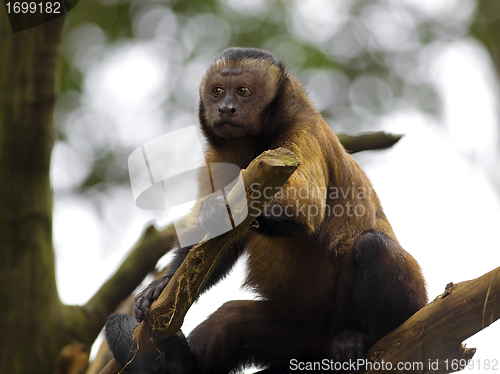 Image of Brown Capuchin Monkey