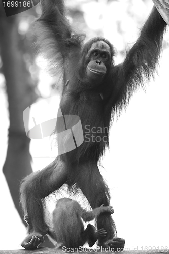 Image of Borneo Orangutan