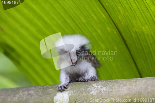 Image of cotton-top tamarin