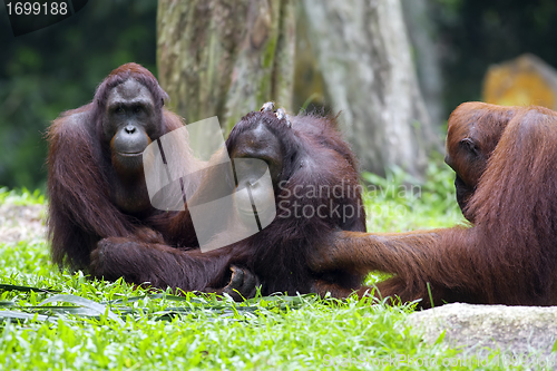 Image of Borneo Orangutan