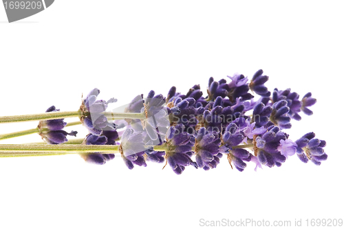 Image of Lavender flowers on the white background