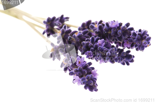 Image of Lavender flowers on the white background