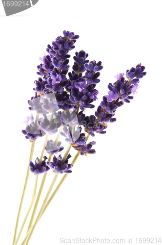 Image of Lavender flowers on the white background