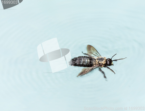 Image of Carpenter bee swimming in pool