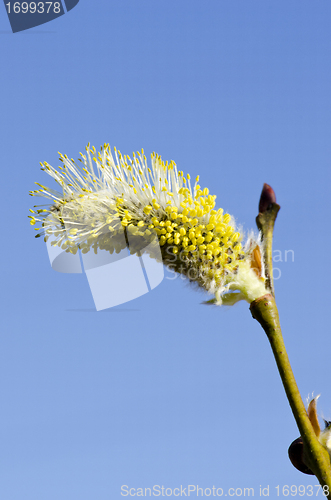 Image of Closeup macro spring kittens goat willow sky 