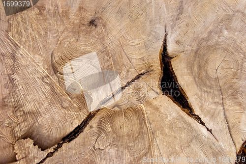 Image of Cutting texture of old tree.