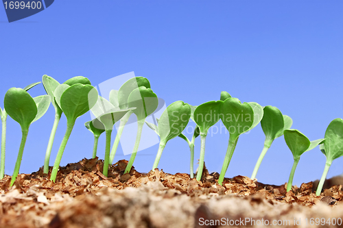 Image of Small watermelon seedling against blue sky