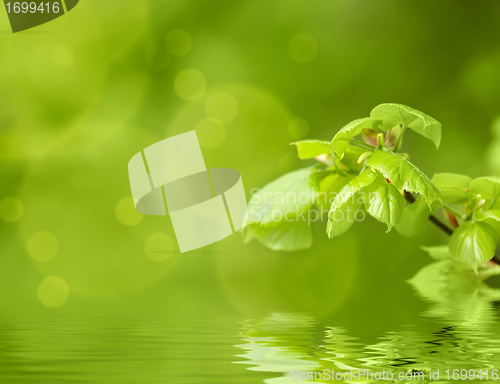 Image of Green spring background with shallow focus and refflection