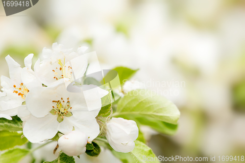 Image of Blossoming flower in spring with very shallow focus