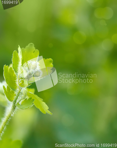 Image of Green spring background with shallow focus