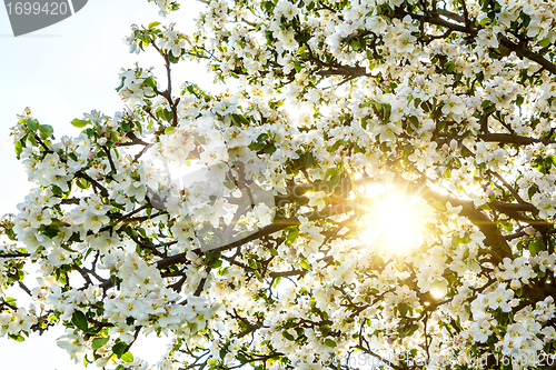 Image of Blossoming spring tree with sun beam