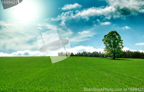 Image of Spring landscape with tree and blue sky