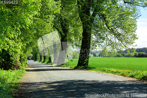 Image of Old country road with line of trees 