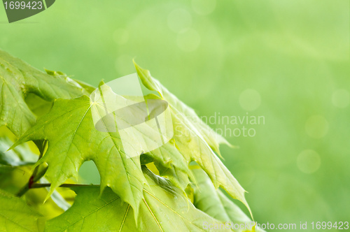 Image of Green spring background with shallow focus