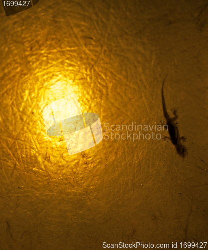 Image of Lizard into Lantern