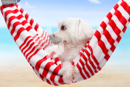 Image of Pet dog summer holiday 