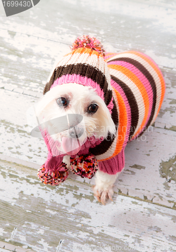 Image of Small terrier wearing winter fashion