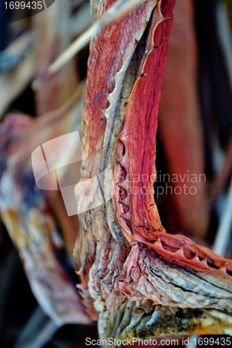 Image of Dry Aloe Vera leaf