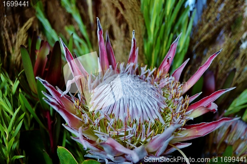 Image of Protea blossom