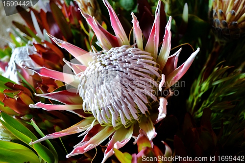 Image of Protea blossom