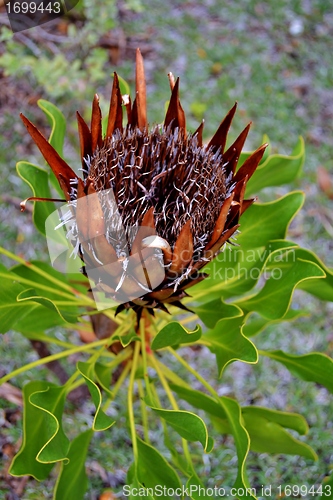Image of Protea blossom