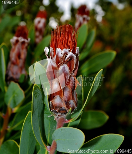 Image of Protea blossom