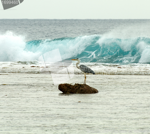 Image of Grey Heron