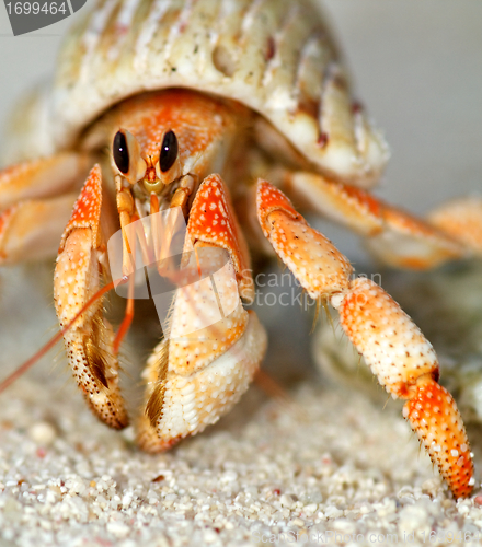 Image of Beautiful hermit crab in his shell close up