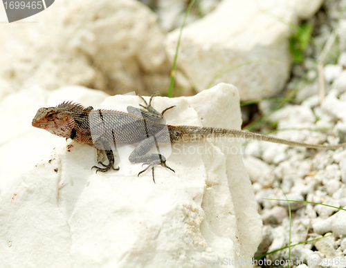 Image of Agama Lizard