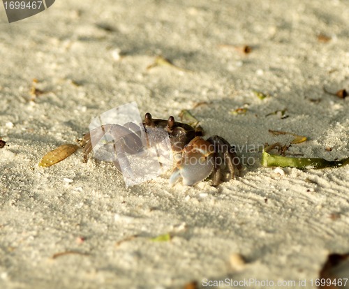 Image of Large Dark Sand Crab looking up 