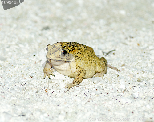 Image of Golden Tree Frog on sand