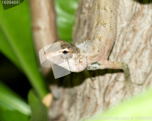 Image of Lizard