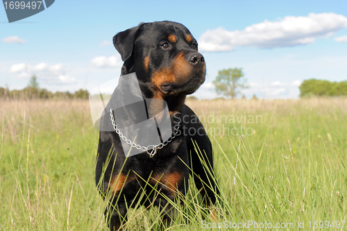 Image of rottweiler