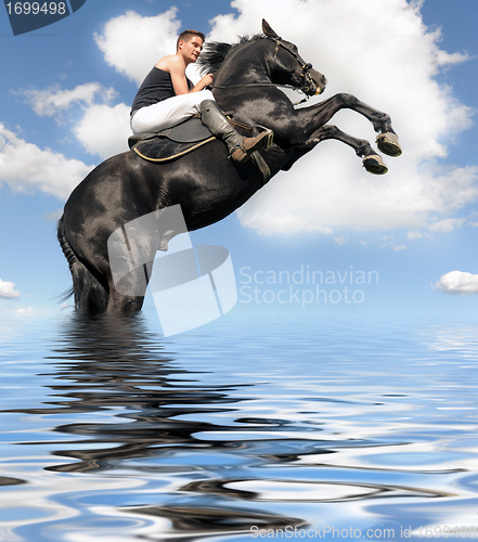 Image of rearing horse in the water