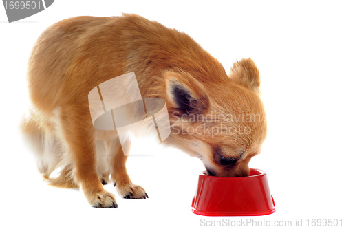 Image of puppy chihuahua and food bowl