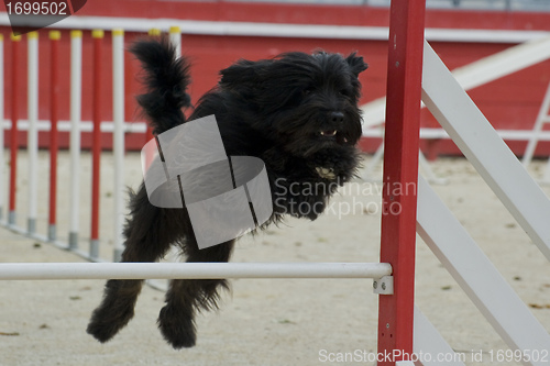 Image of nizinny in agility