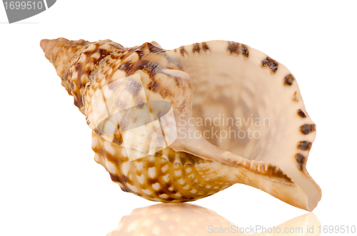 Image of Sea shell