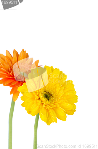 Image of Two gerbera daisies