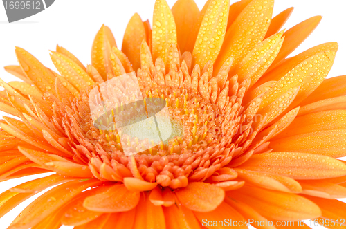 Image of Orange gerbera daisy 