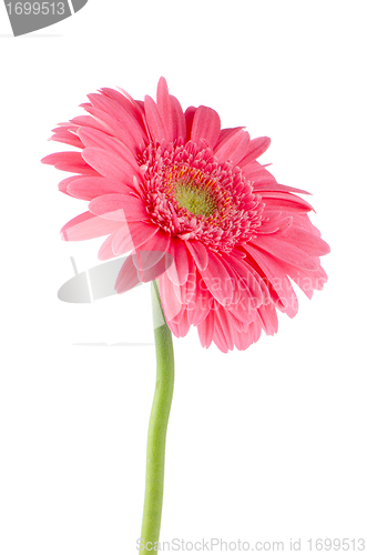 Image of Pink gerbera daisy flower