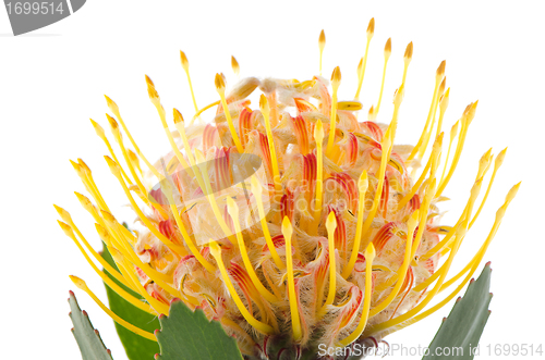 Image of Pincushion Protea