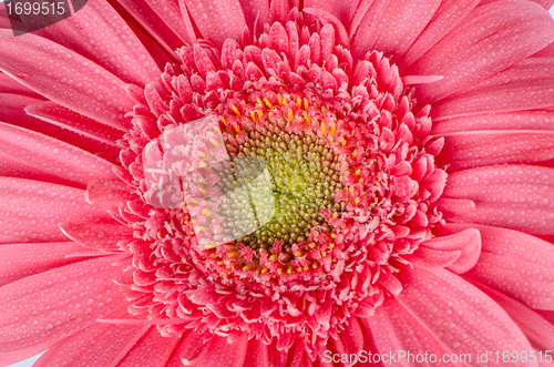 Image of Pink gerbera flower