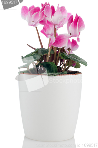 Image of Beautiful pink Cyclamen flower